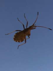 Centrocoris spiniger