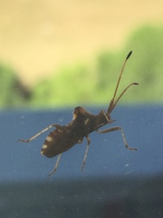 Centrocoris spiniger