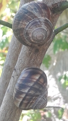 Helix lucorum