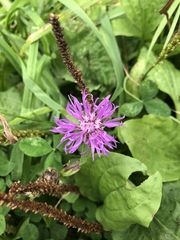 Centaurea jacea