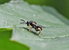 Brachymeria tibialis