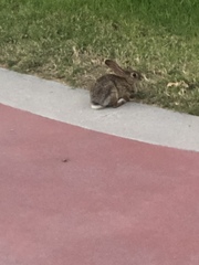 Sylvilagus audubonii