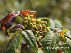 Toxicodendron orientale