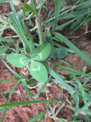 Trifolium repens
