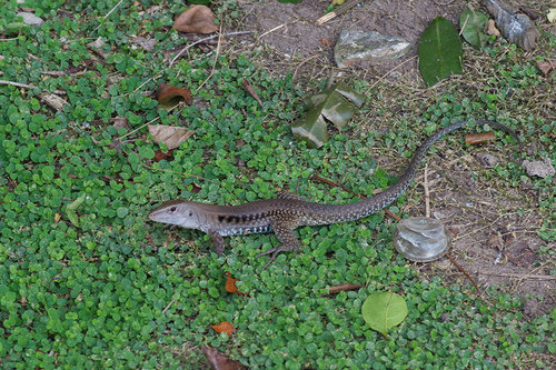 Common Puerto Rican Ameiva