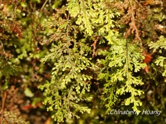 Hymenophyllum polyanthon