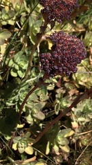 Hylotelephium anacampseros
