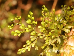 Hymenophyllum polyanthon