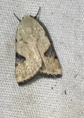 Micrathetis costiplaga