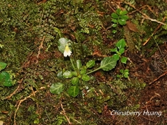 Shortia rotundifolia