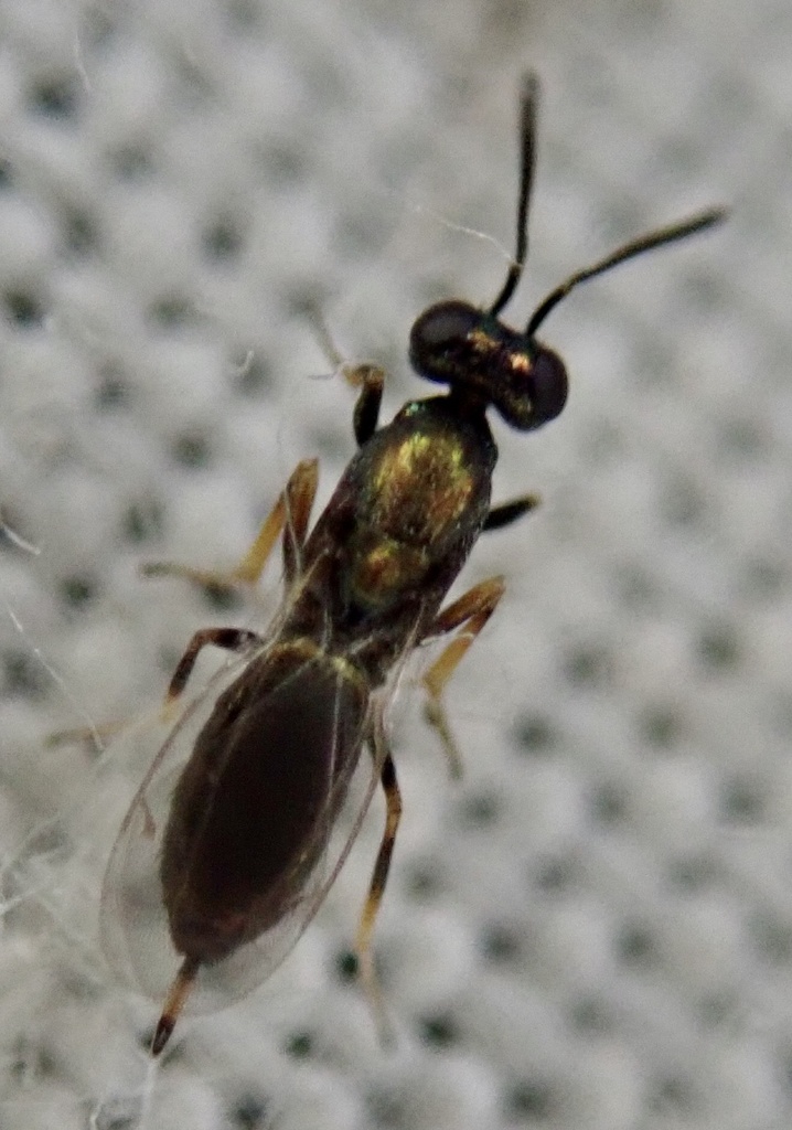 Eupelmus urozonus