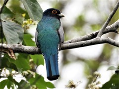 Trogon curucui