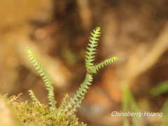 Micropolypodium okuboi