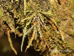 Micropolypodium okuboi