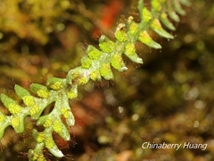 Micropolypodium okuboi