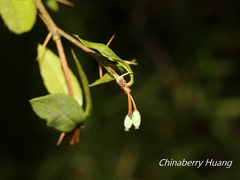 Berberis hayatana