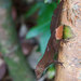 Puerto Rican Crested Anole - Photo (c) John Sullivan, some rights reserved (CC BY-NC), uploaded by John Sullivan