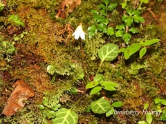 Shortia rotundifolia