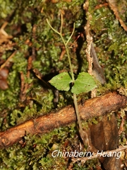 Neottia japonica