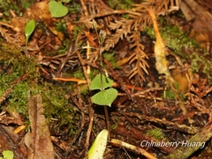 Neottia japonica
