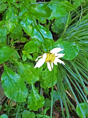 Erigeron howellii