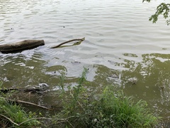 Trachemys scripta elegans