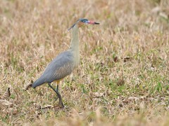 Whistling Heron photo 4