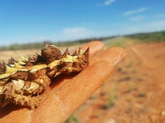 Moloch horridus