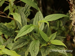 Viburnum urceolatum