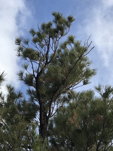 Chihuahuan pine (Pinus leiophylla)