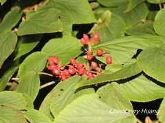 Viburnum furcatum