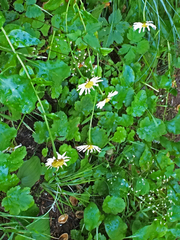 Erigeron howellii