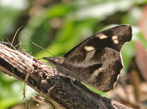 Libythea narina