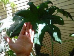 Ricinus communis