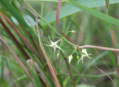 Vincetoxicum volubile