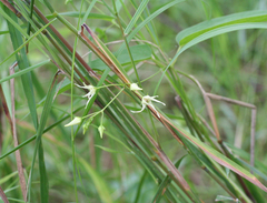 Vincetoxicum volubile