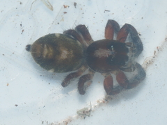 Hyllus diardi