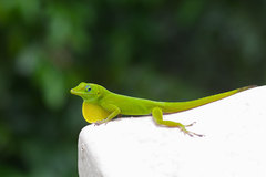 Anolis evermanni