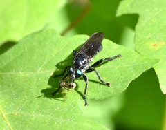 Laphria franciscana