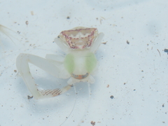 Massuria