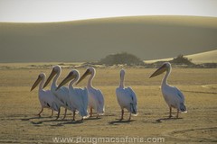Pelecanus onocrotalus