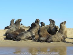 Arctocephalus pusillus pusillus