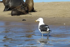 Larus dominicanus vetula