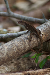 Anolis cristatellus cristatellus
