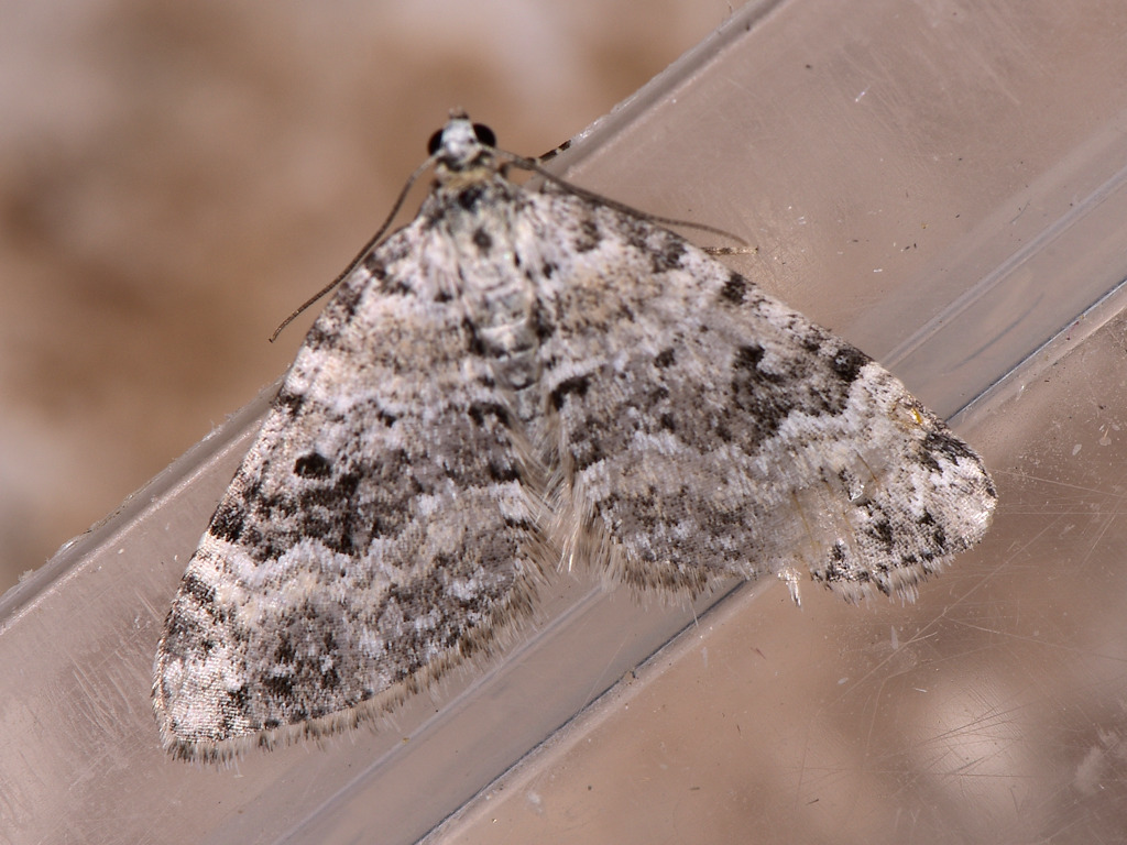 Heath Rivulet