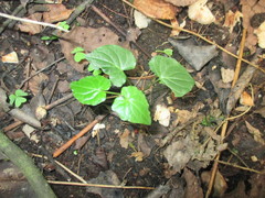 Magnoliopsida