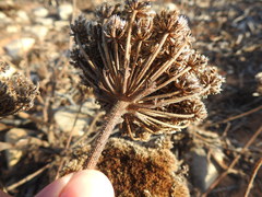 Daucus carota halophilus