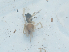 Otacilia