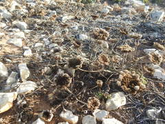 Daucus carota halophilus