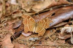 Junonia goudotii